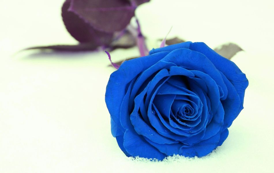 Spiritual Meaning of Blue Roses