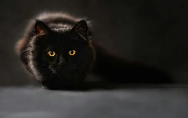 Spiritual Meaning of Seeing a Dead Black Cat