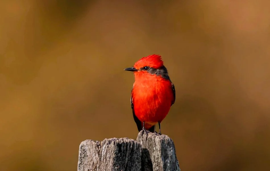 Cardinals as Messengers from the Divine