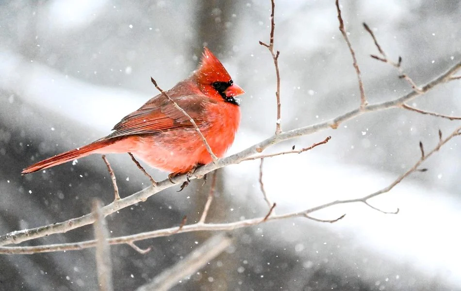 Cardinals in Dreams A Call to Spiritual Awakening
