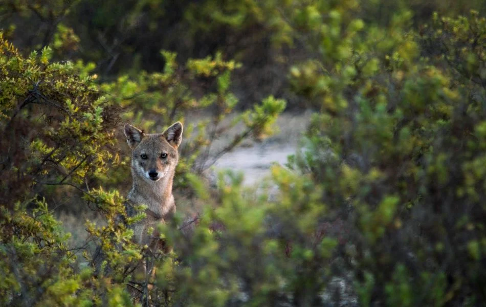 Connecting with Coyote Energy Practices for Spiritual Growth