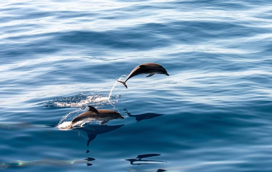 Dolphin as a Symbol of Joy, Freedom, and Playfulness