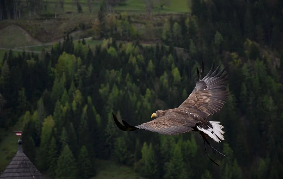 Eagle in Your Dreams Spiritual Guidance