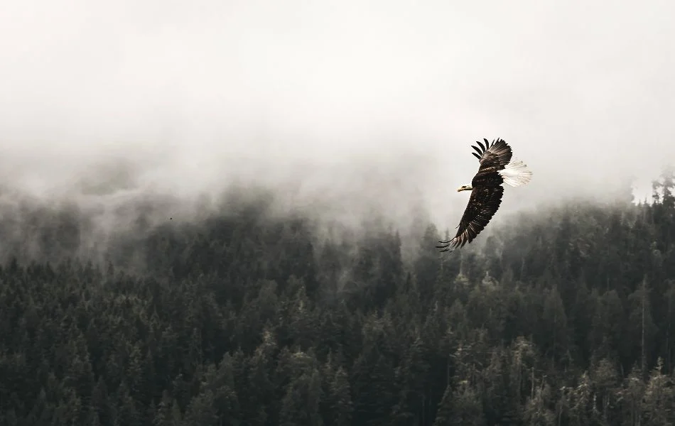 Eagle's Symbolism in Different Cultures