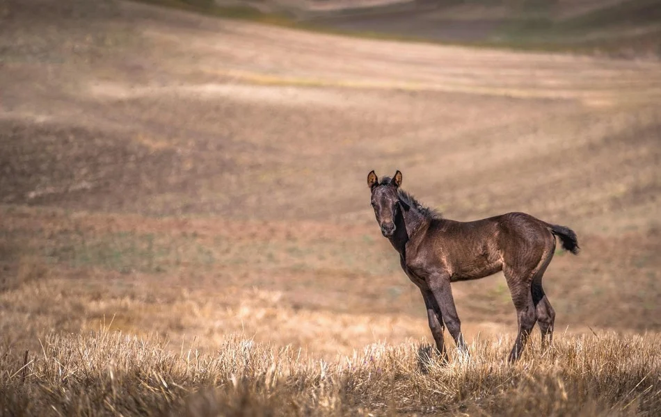 Horses and Their Connection to Spiritual Growth