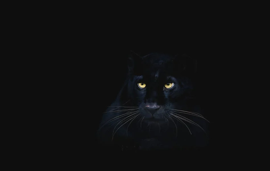 Panther as a Spiritual Protector and Guide