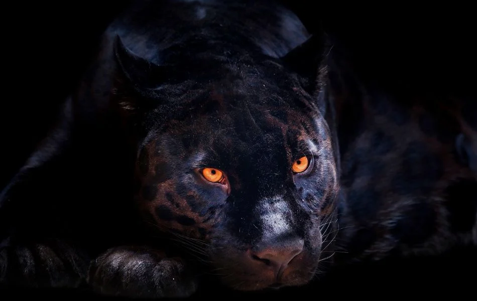 Panther's Spiritual Meaning - Trusting Your Intuition
