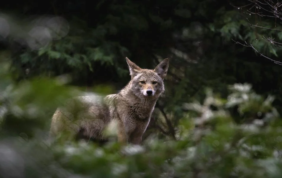 Spiritual Lessons from the Coyote Trusting Intuition and Embracing Change