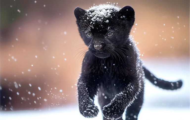 Spiritual Symbolism of the Panther