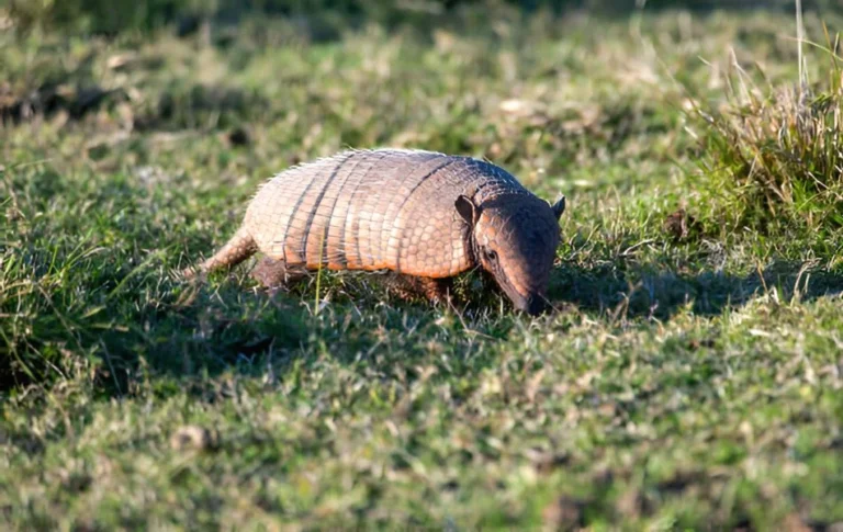 The Spiritual Meaning of Armadillo