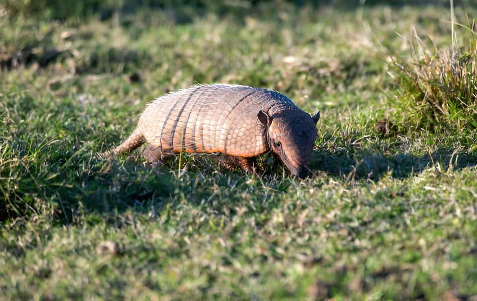 The Spiritual Meaning of Armadillo