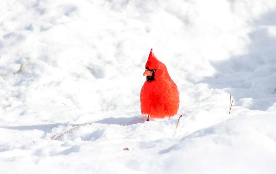 The Spiritual Meaning of Cardinals