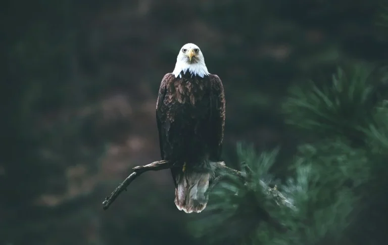 The Spiritual Meaning of the Eagle Wisdom, Strength, and Freedom