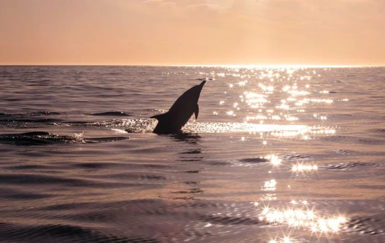 Unlock the Spiritual Meaning of Dolphin A Symbol of Wisdom and Transformation