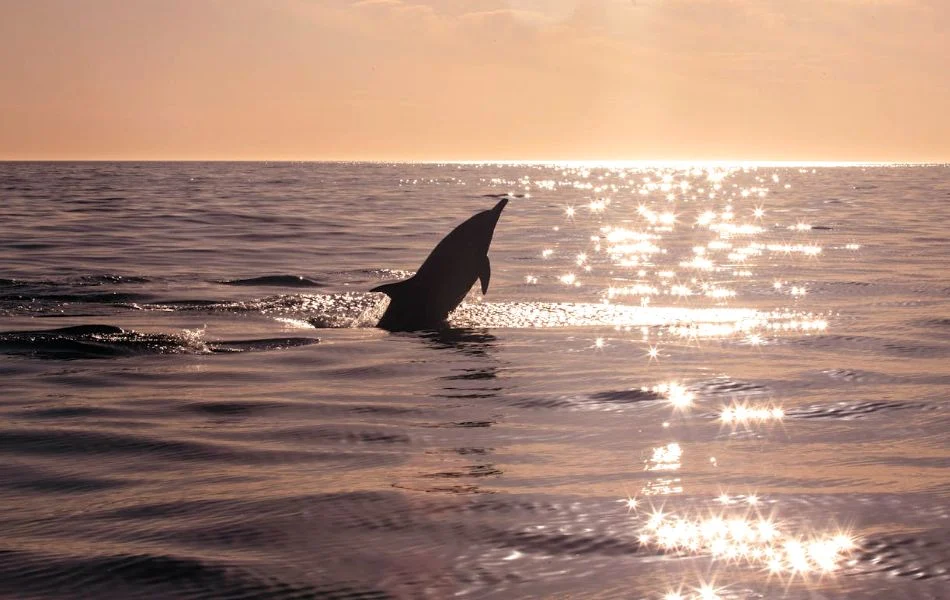 Unlock the Spiritual Meaning of Dolphin A Symbol of Wisdom and Transformation
