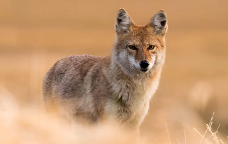 Unlocking the Spiritual Meaning of Coyote