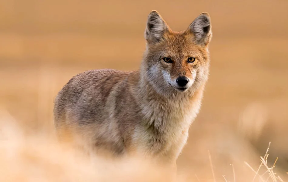 Unlocking the Spiritual Meaning of Coyote