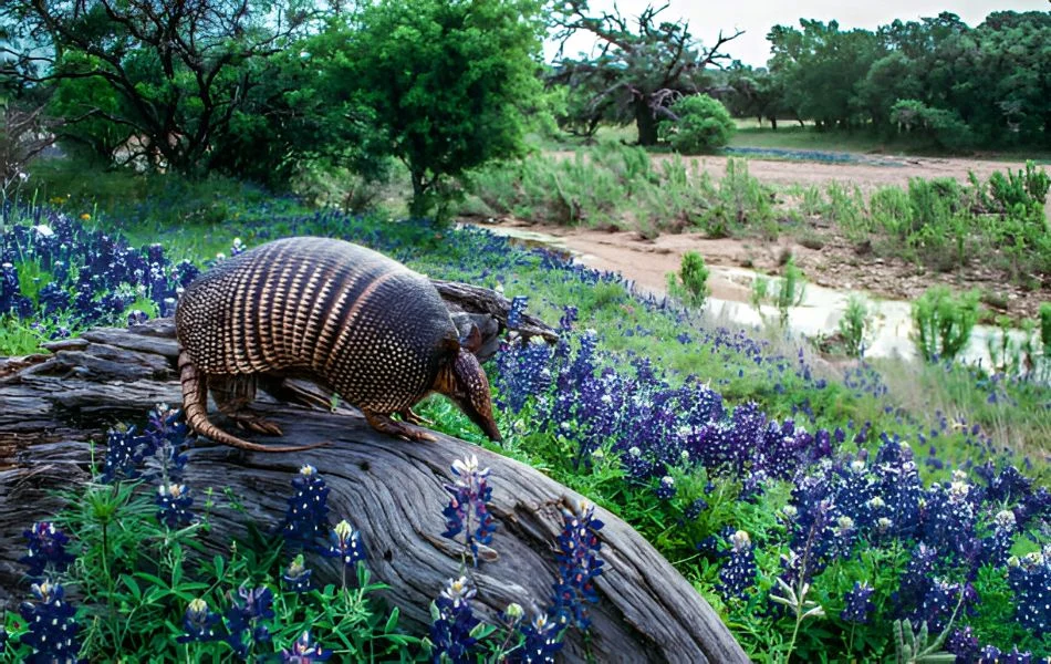 Armadillo as a Spirit Animal
