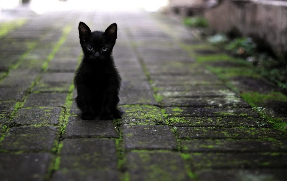 Mystery and Intuition - Symbolism of the Black Cat