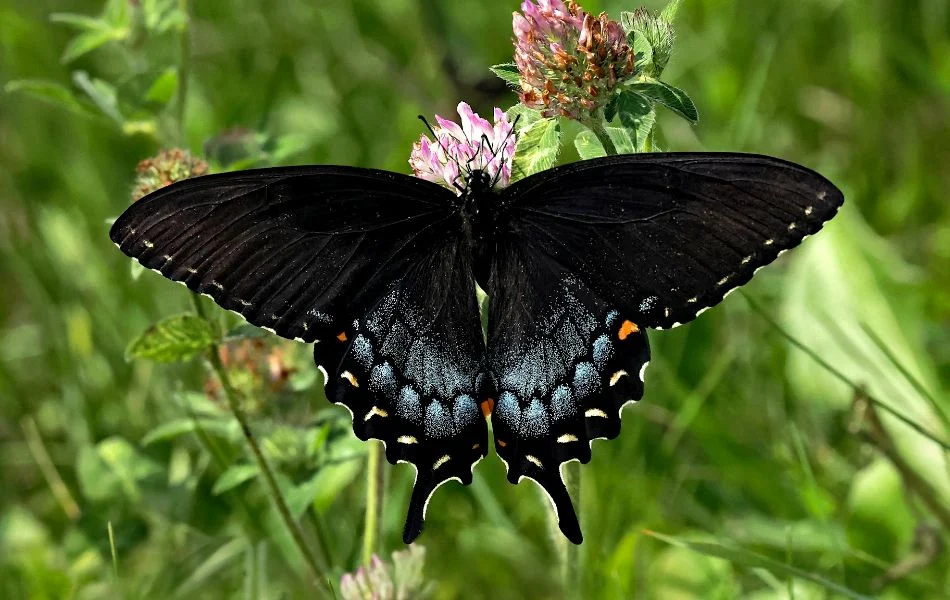 Psychological and Emotional Insights What the Black Butterfly Represents