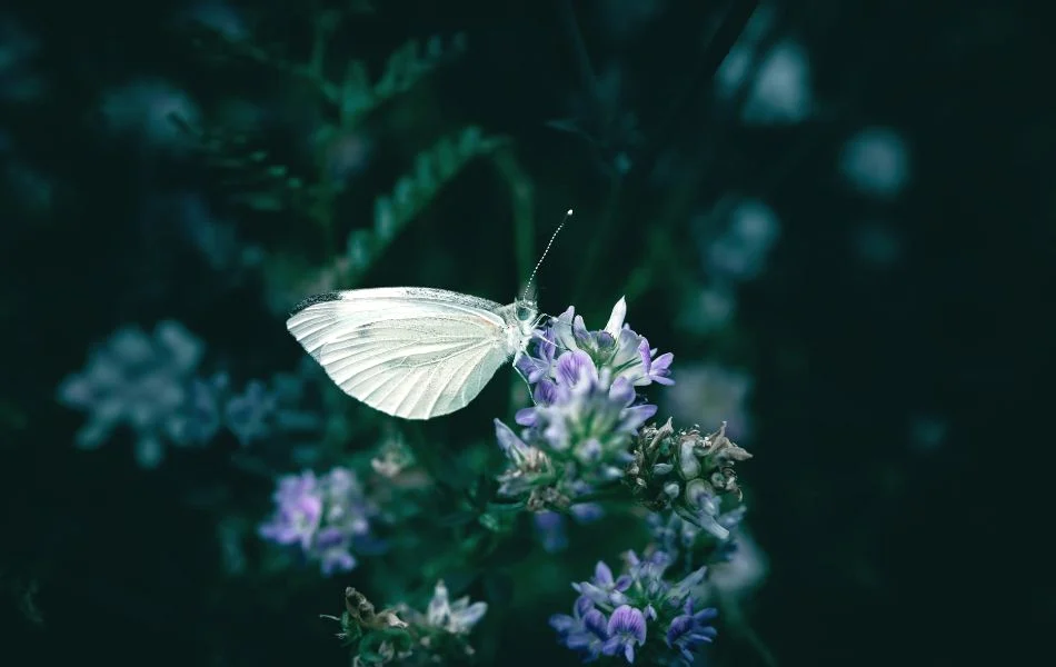 Psychological and Emotional Interpretations of the White Butterfly