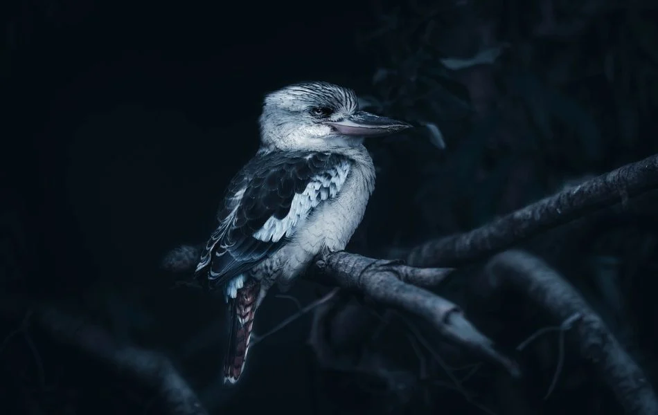 Spiritual Meaning of the Kingfisher
