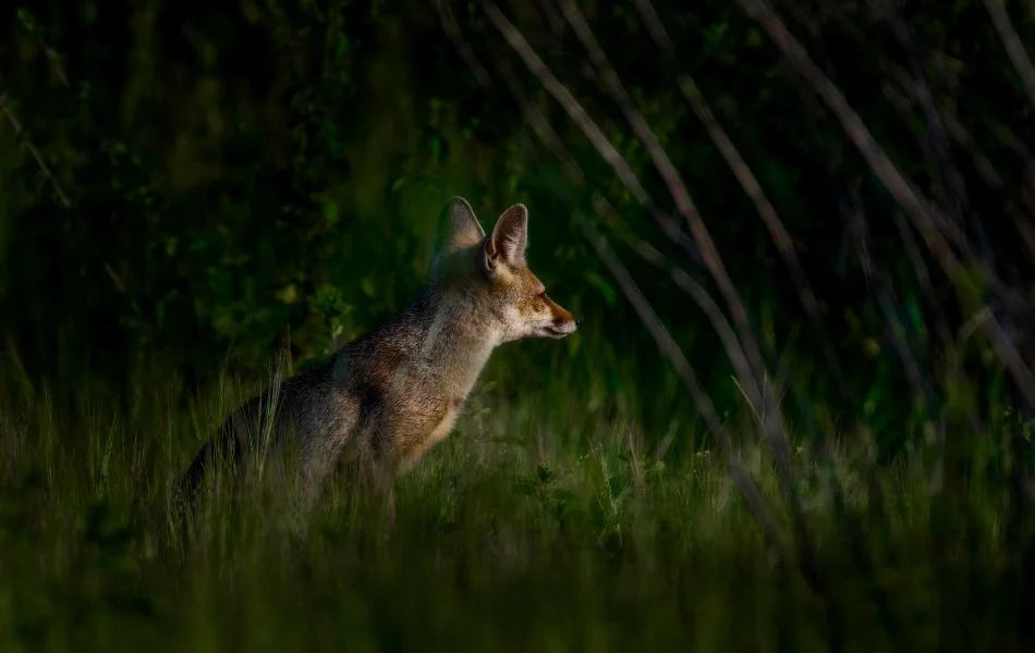 Symbolism of the Fox in Spirituality - Wisdom and Intuition
