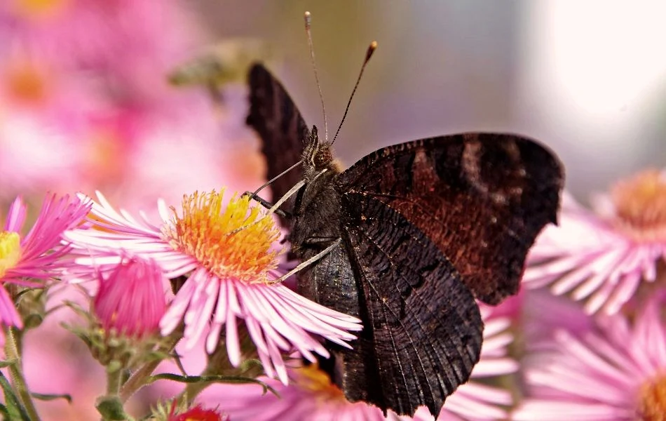 The Black Butterfly in Dreams