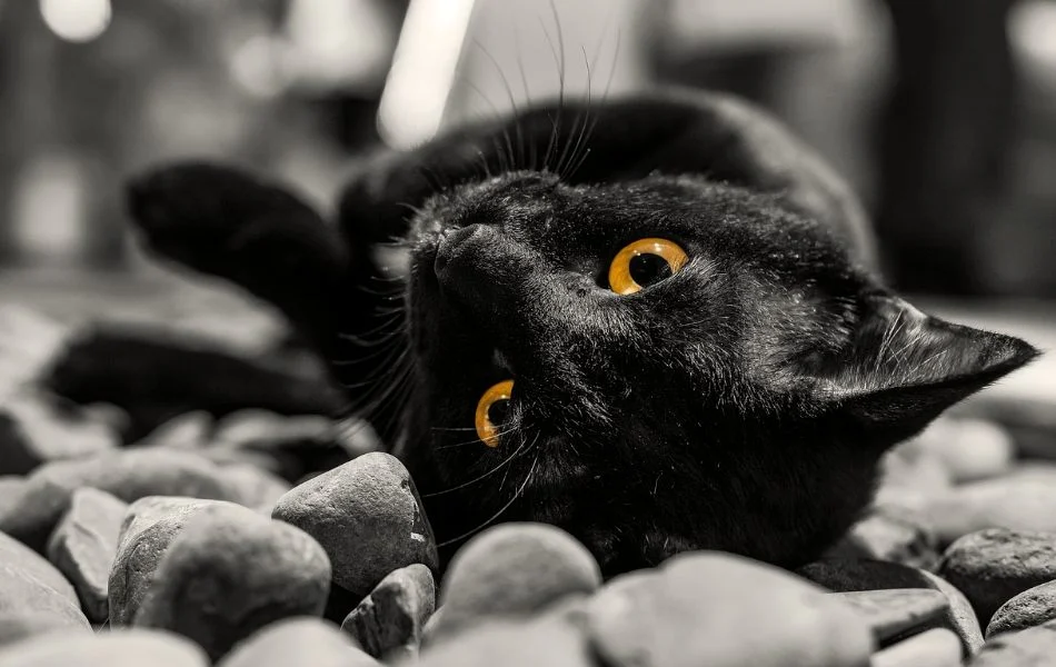 The Black Cat Across Cultures-fotor