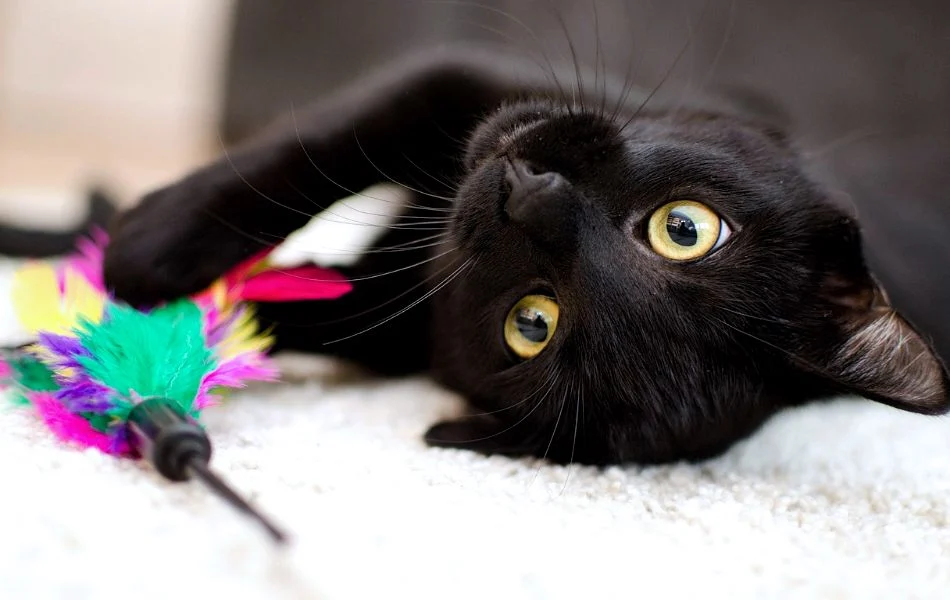 The Black Cat in Dreams Unveiling Deeper Messages