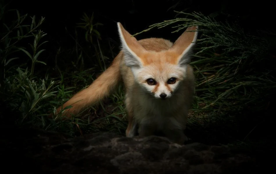 The Fox Across Cultures Spiritual Insights from Around the World
