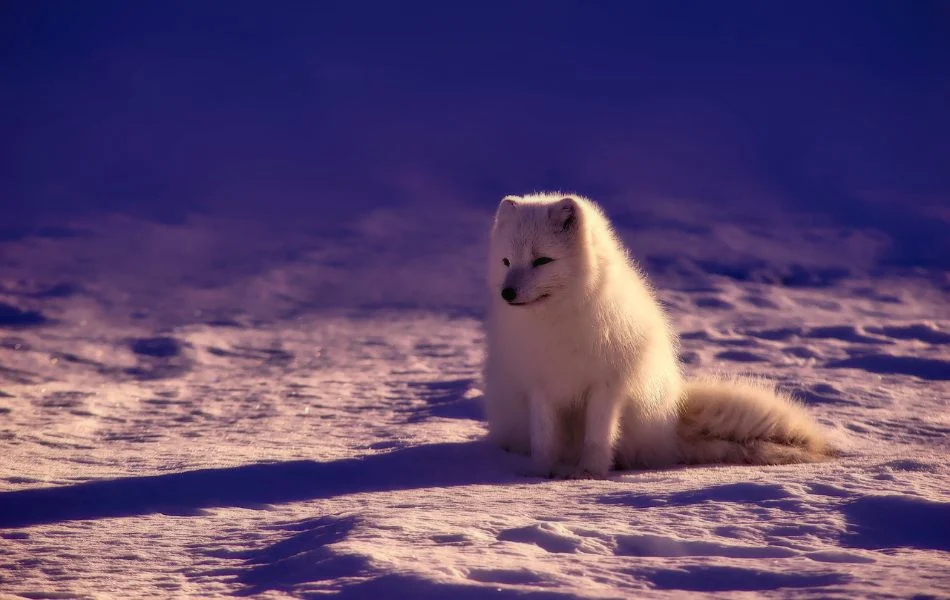 The Fox in Dreams A Spiritual Message