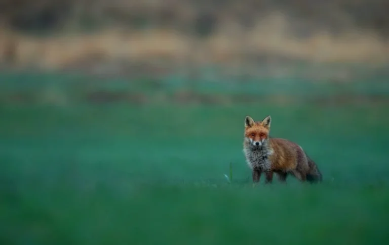 The Spiritual Meaning of Fox A Guide to Understanding Its Symbolism