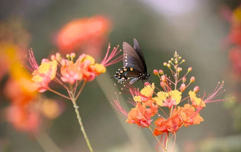 The Spiritual Meaning of the Black Butterfly