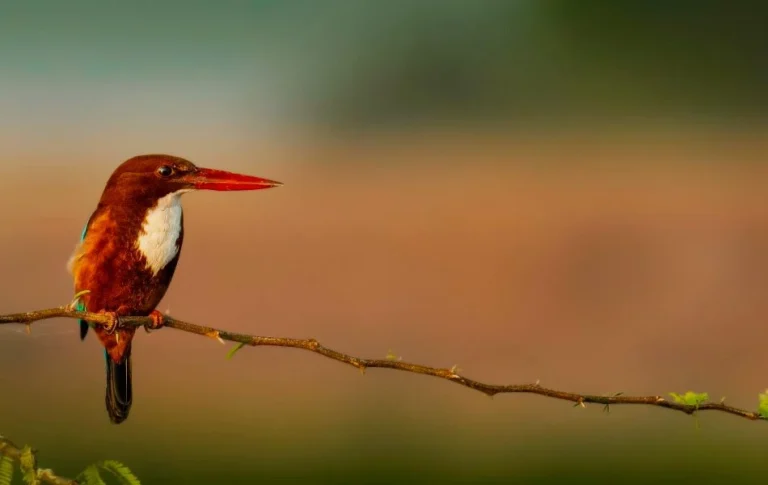The Spiritual Meaning of the Kingfisher Insights and Symbolism