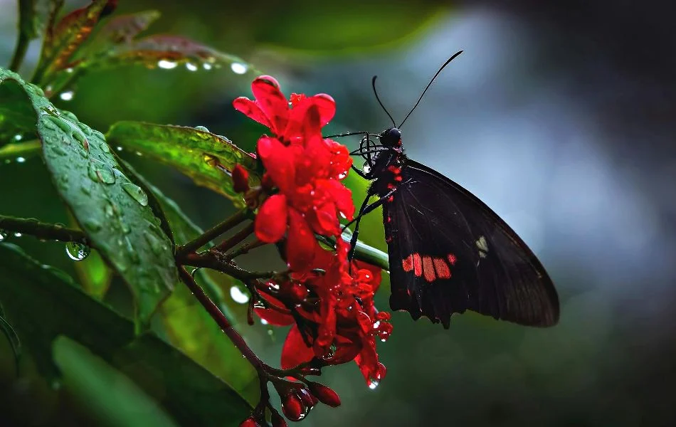 The Symbolism of the Black Butterfly