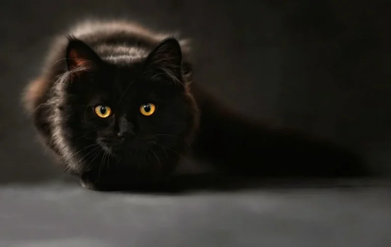 The Symbolism of the Black Cat, Ancient Wisdom and Modern Insight