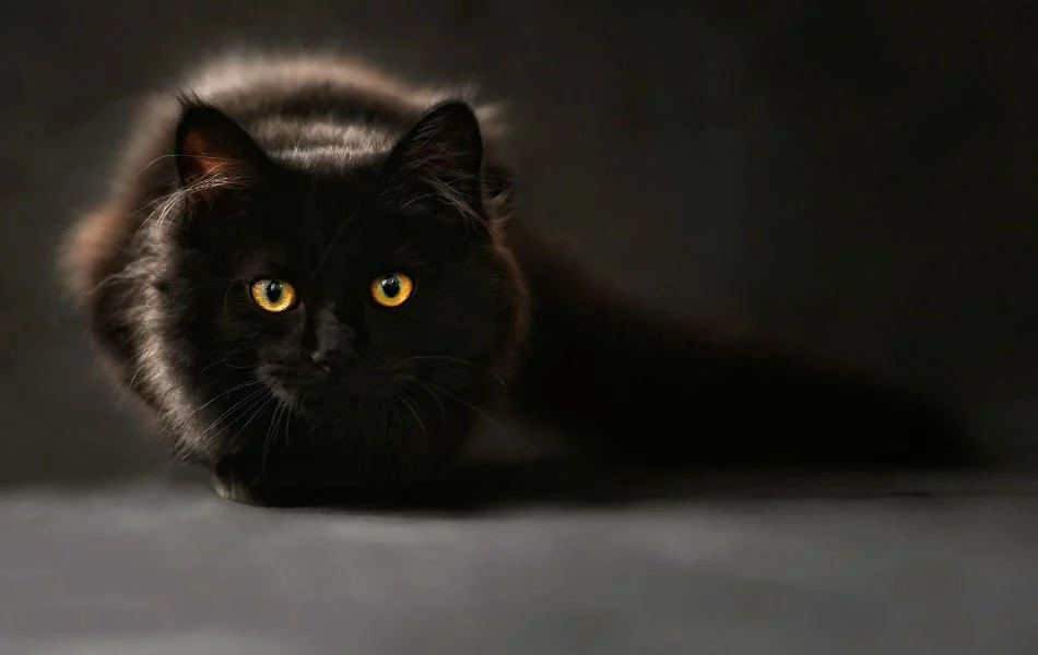 The Symbolism of the Black Cat, Ancient Wisdom and Modern Insight