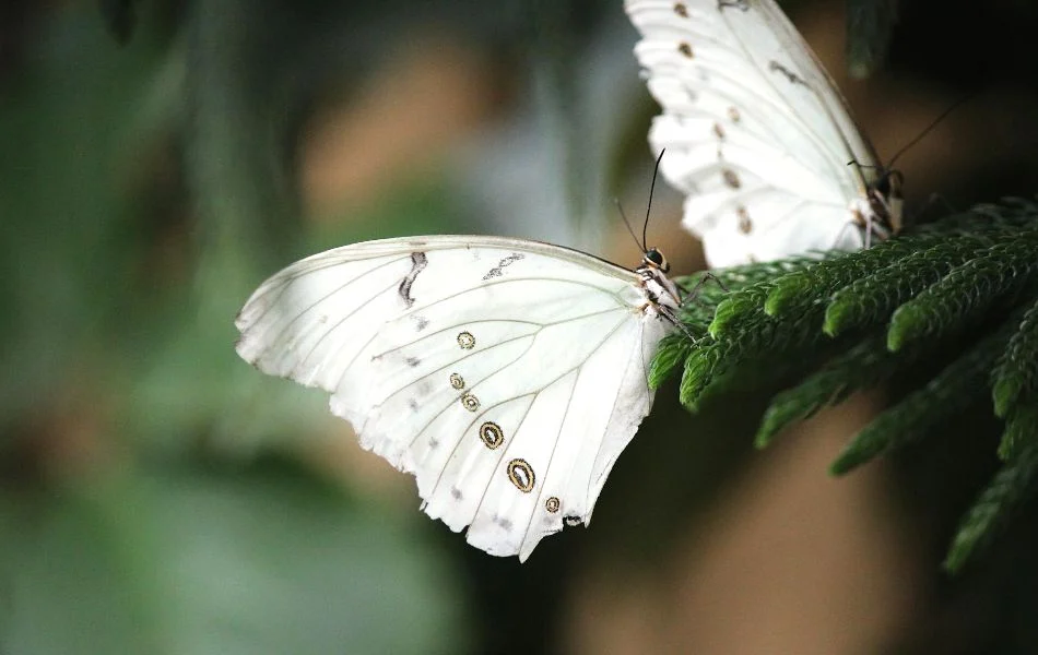 The White Butterfly in Dreams A Spiritual Message