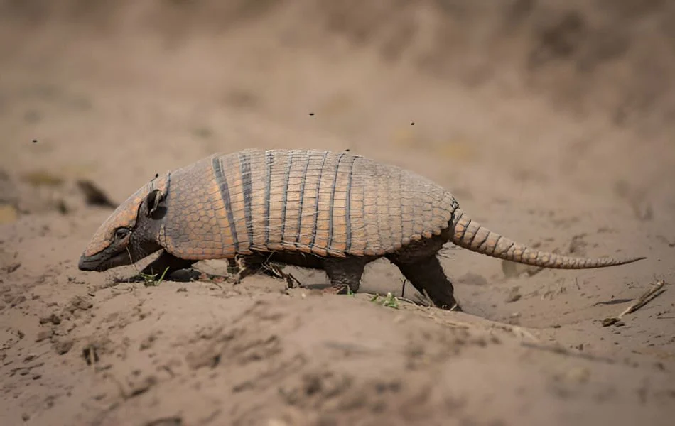 What Does the Armadillo Symbolize
