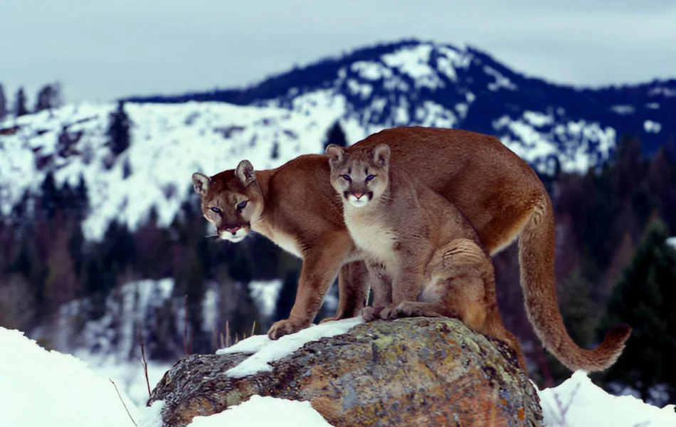 Context and behavior of the mountain lion in your dream