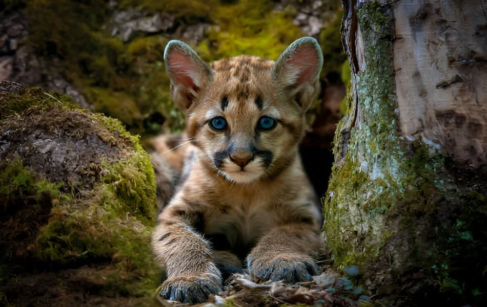 Dreaming of a Mountain Lion in the Wild