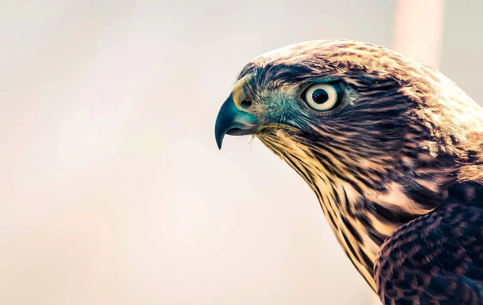 Spiritual Meaning of the Falcon
