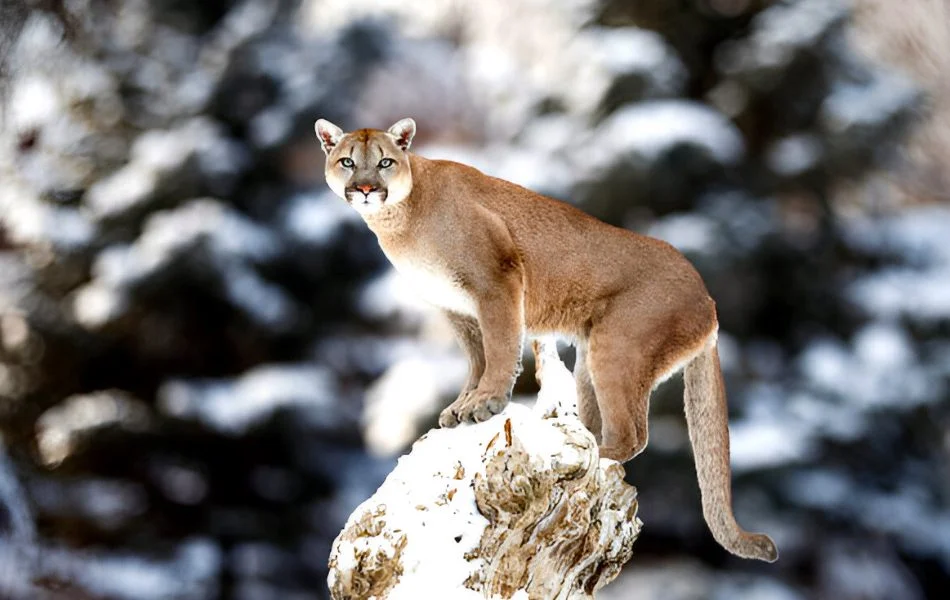 Symbolism of the Mountain Lion in Dreams