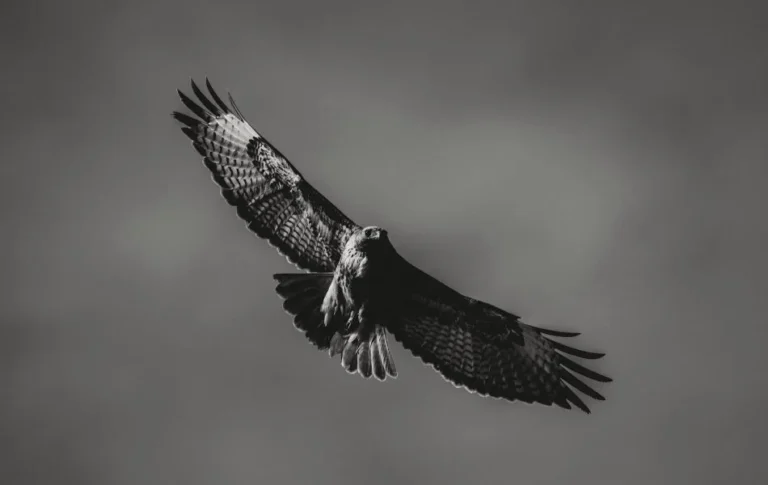 The Spiritual Meaning of the Falcon