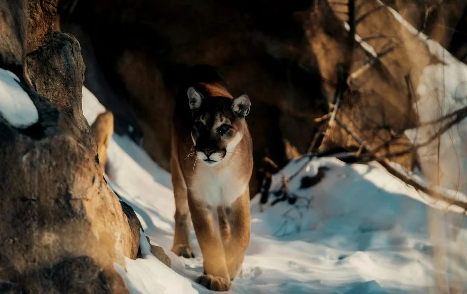 What Does Dreaming of a Mountain Lion Mean