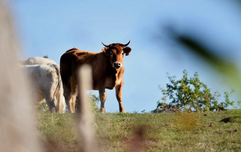 Bull Symbolism in Relationships and Personal Growth