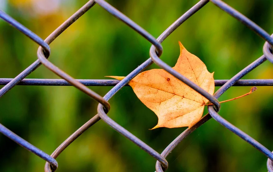 Cage Dreams Uncover the Spiritual Meaning