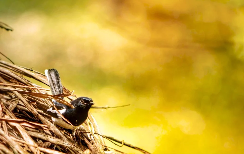 Common Bird Symbols and Their Meanings