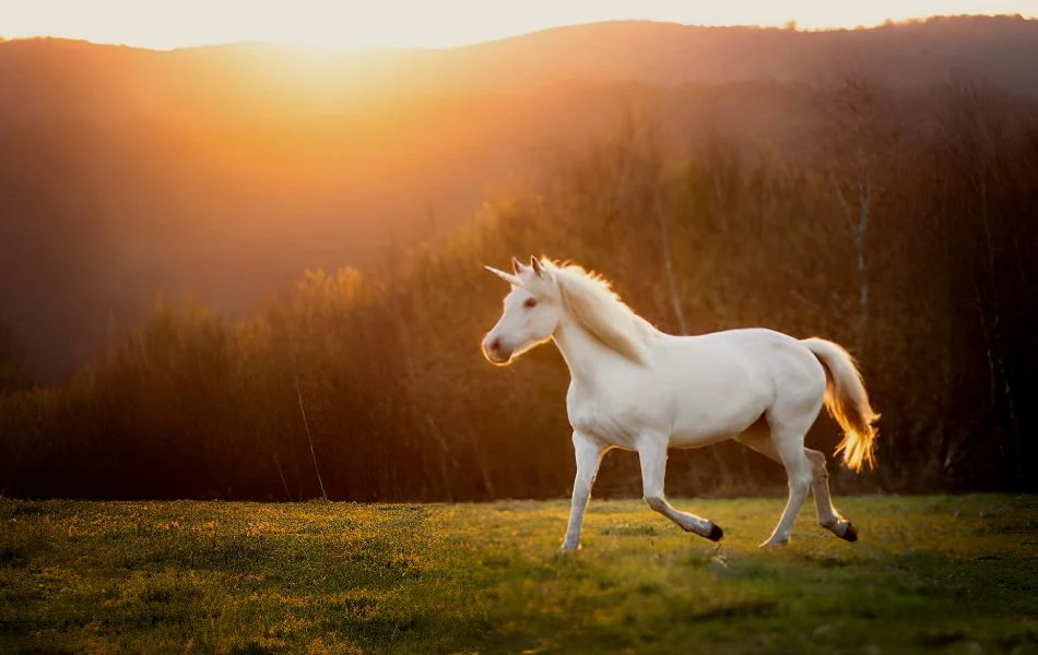 Connecting with Unicorn Energy